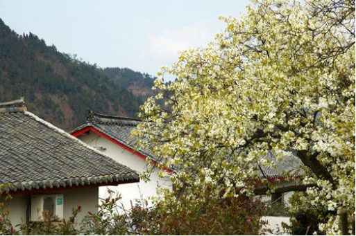 成都大(dà)地魂酒“鄉村(cūn)旅遊+”打造金堂梨花酒鄉 助推新農村(cūn)建設